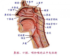 哮喘型支气管炎有什么症状 发病原因是什么